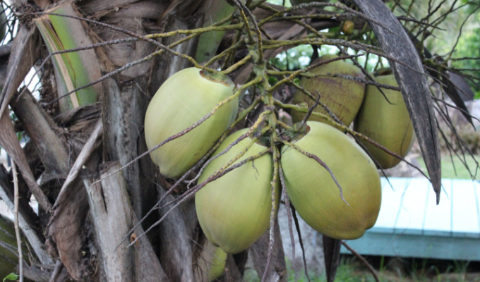The Coconut-Koko - The Creole Melting Pot